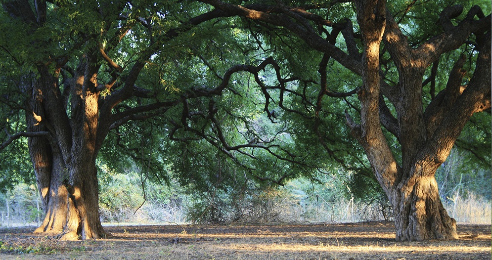 Plongez au cœur de la forêt d'Ifotaka