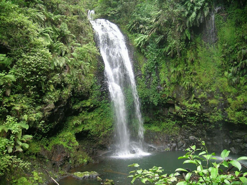 Montagne d’Ambre : La Forêt enchantée de Madagascar