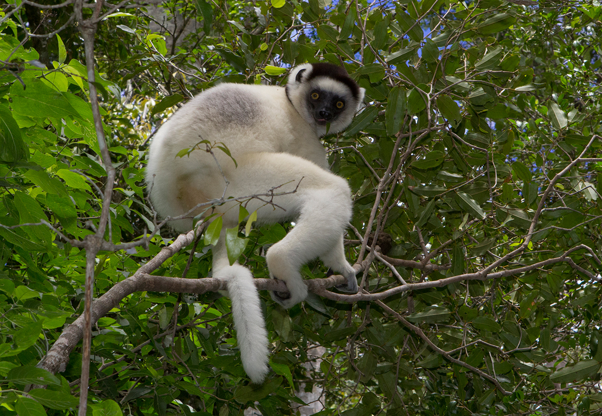 Explorez le parc national de Zombitse-Vohibasia : un sanctuaire de biodiversité Malagasy