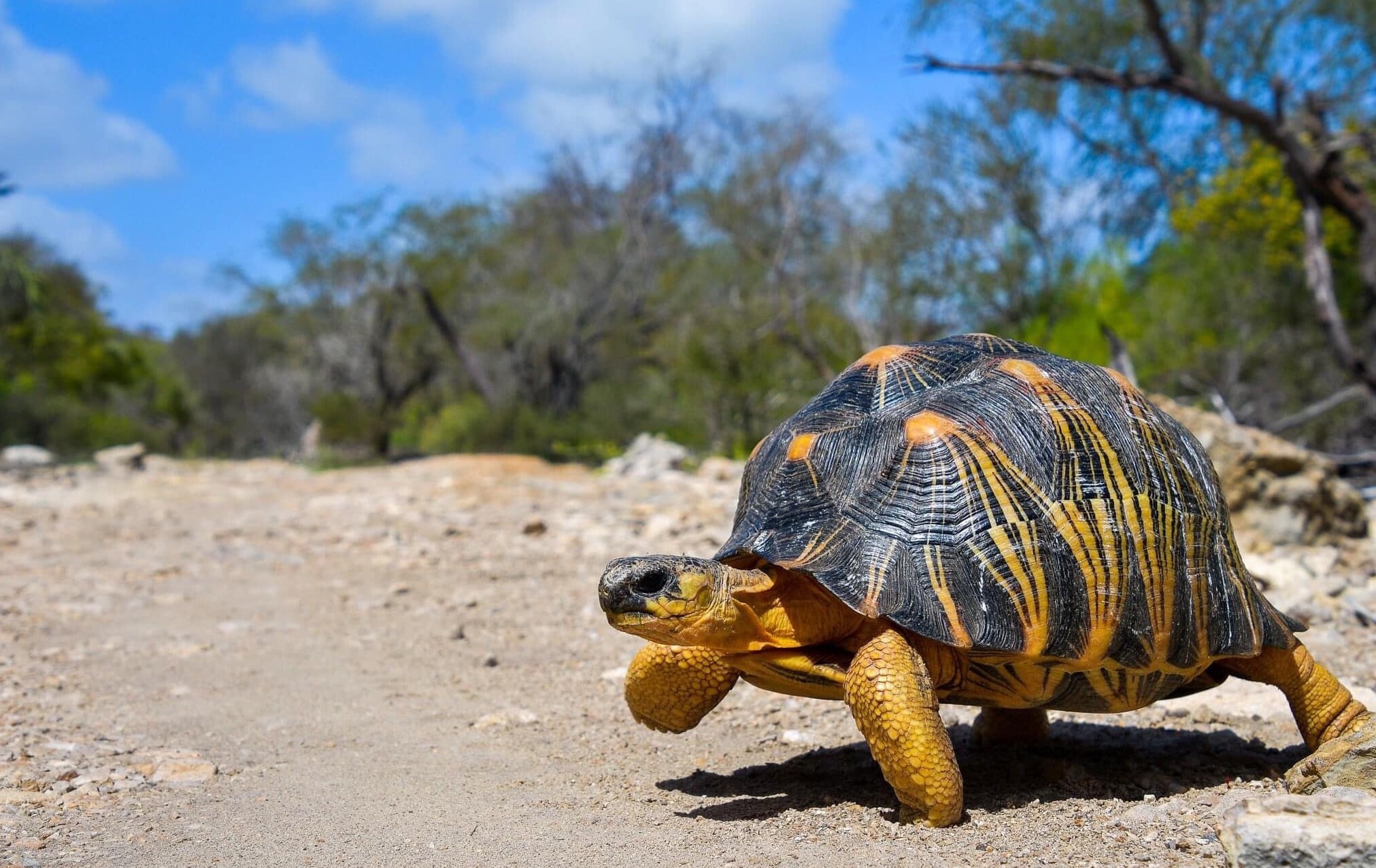 Androy : Terre mystérieuse du Sud de Madagascar, où l'aventure rencontre la culture ancestrale