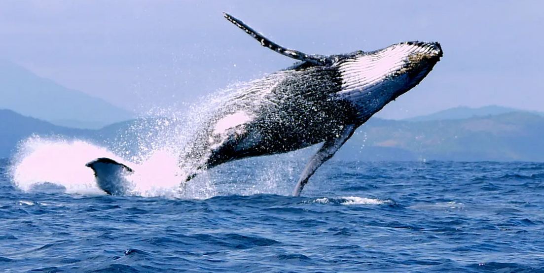 Le Festival des Baleines à Madagascar : Une expérience inoubliable dans la région d'Antsinanana