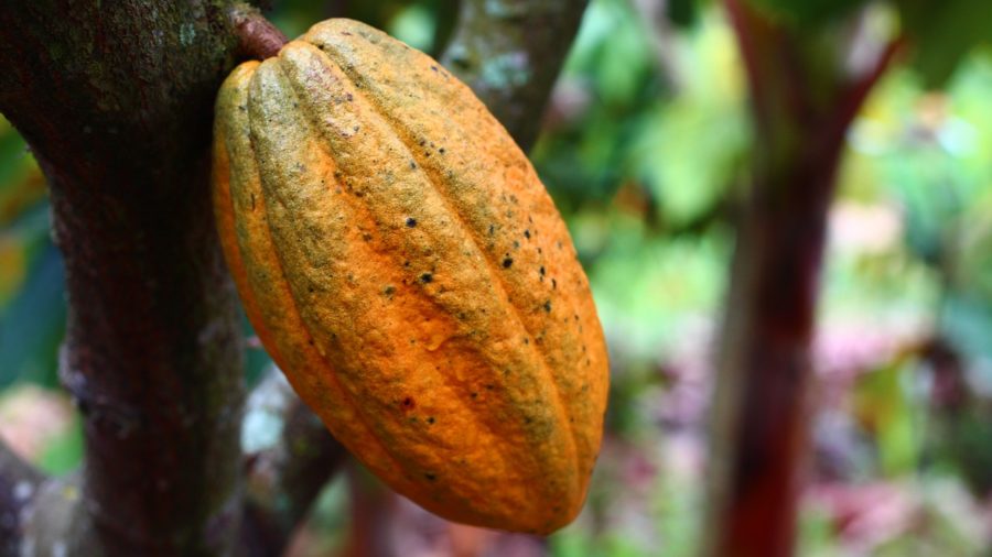 La Vallée de Sambirano : Cœur Vert de Madagascar et Terre du Cacao d'Exception