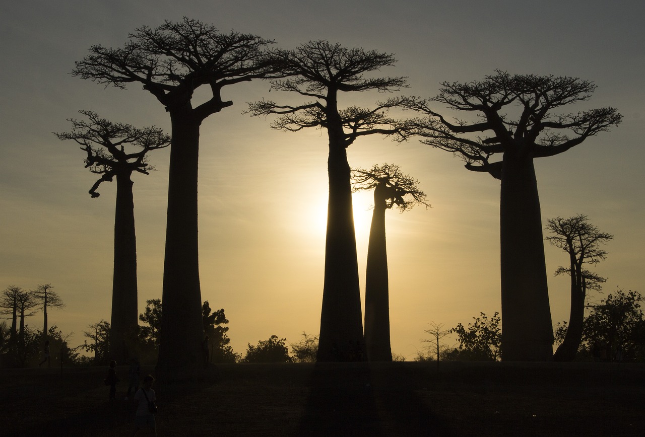 Les Allées des Baobabs : Un Joyau Naturel de Madagascar