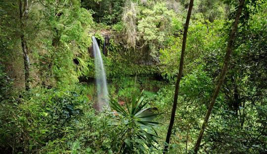 Montagne d'Ambre : Voyage au Cœur d’un Sanctuaire Tropical Mystérieux