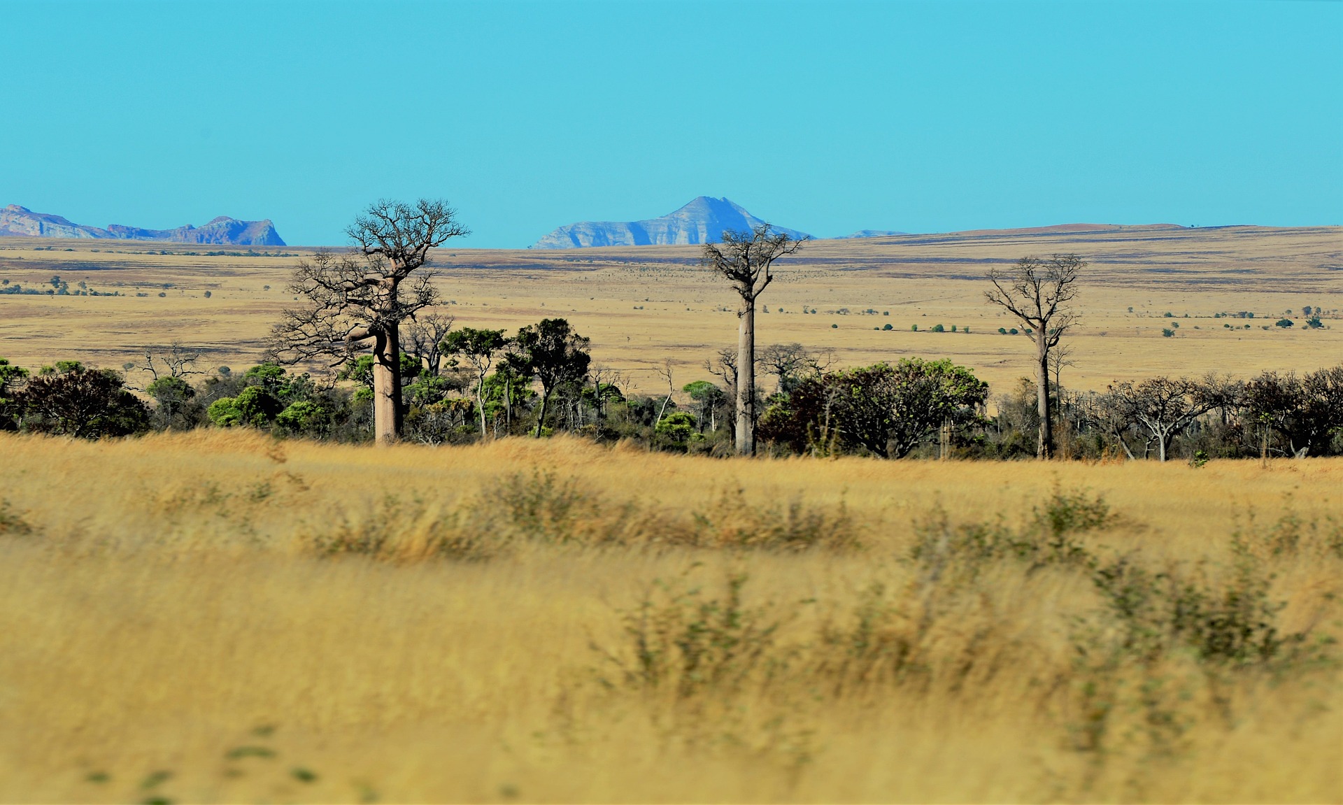 Parc National de Marojejy : un sanctuaire de biodiversité à explorer au cœur de Madagascar